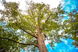 Best Tree Health Inspection  in Brentwood, PA