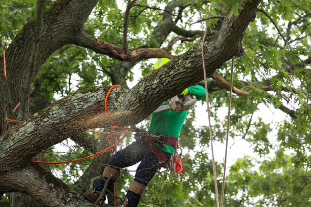 How Our Tree Care Process Works  in  Brentwood, PA