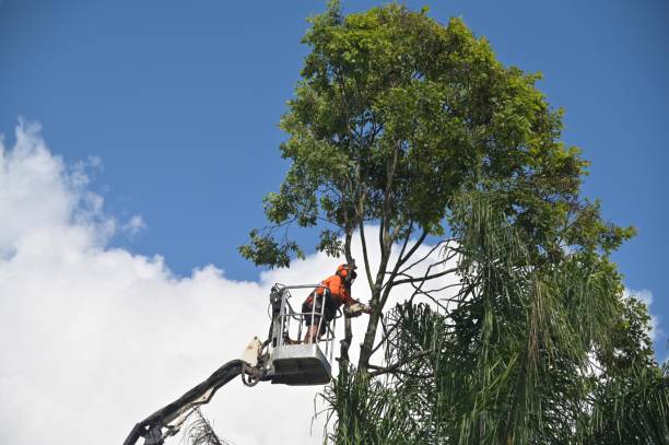 Best Grass Overseeding  in Brentwood, PA