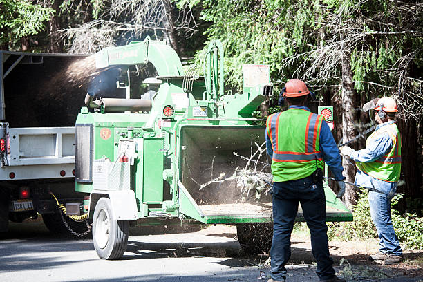 Tree and Shrub Care in Brentwood, PA